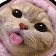 catlickdonotsteal