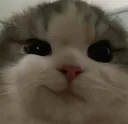 IsHqZade_cattt