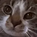 briggs3000ftstare