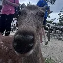 japanesedeer