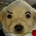 StupidFuckingEyebrowsDog