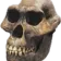 SkullMonkey SkullMonkey