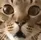 Doc_CatOoooh