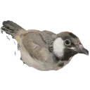 bird bird