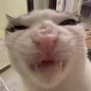 Angry Cat angry_cat Discord Emoji