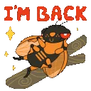 imbackbug