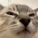 squintcat