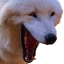 doge_hehe Discord emoji
