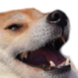 DoggeLaugh Discord emoji