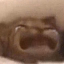 catcry Discord emoji