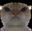 :catstare2: