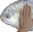 FishPat FishPat