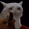 catshoot Discord emoji