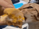 a_food Discord emoji