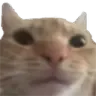 WeirdCat WeirdCat
