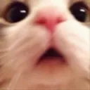 catwow