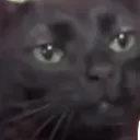 catstare