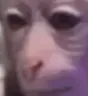 monkeystare