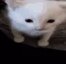 Bombvoyage