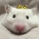 rat
