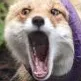 foxWTF