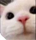 catShy2