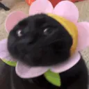 flowerchunkdance flowerchunkdance