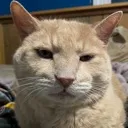 catbruh catbruh