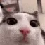 plink plink