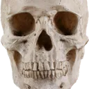 skull