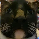 watanya Discord Emoji