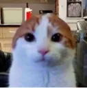 beeglesworg