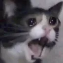 catAaaa