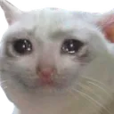 sad_cat