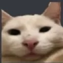 cat2