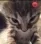 Gatito11_Enojado_SR