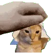 pat_steph