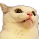 CatVoices