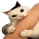 CatViolence
