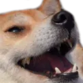 DogeKek