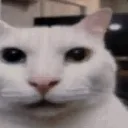 uncanny_cat
