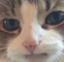 Disappointedcat Disappointedcat
