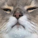 B_CatWut Discord Emoji - SocialBar | Make Friends • Active • VC Calls • Gaming • Emotes • Anime • Roblox • Chill • Fun