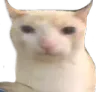 4002cat