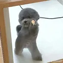 doggopeace