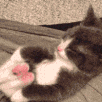 VS_CatFeet