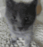 VS_CatAttack