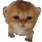 VS_CatWalk
