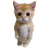 bl_cat_stand Discord Emoji