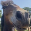 horseHappy horseHappy